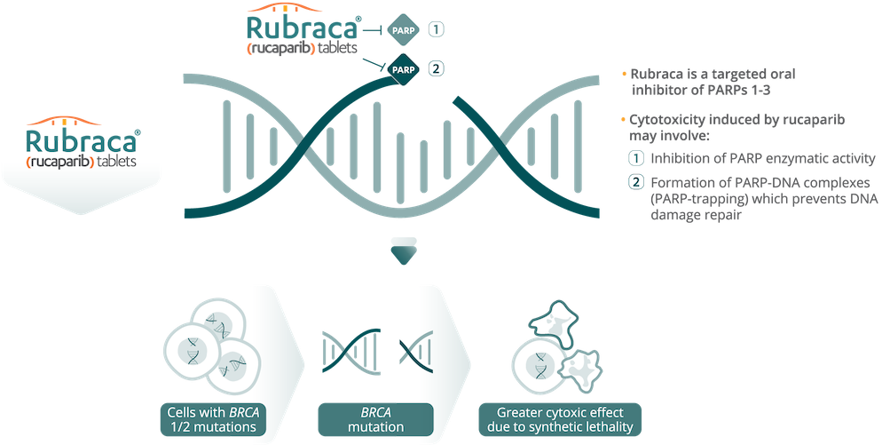 Rubraca inhibition of PARP and a DNA helix repairing itself