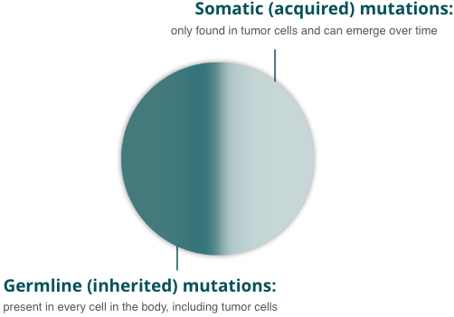 Pie chart of somatic mutations and germline mutations